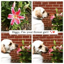 diggy-flower-girl